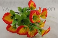 FCL-01 heads calla photo