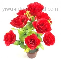 FR-13 12 heads peacock Rose photo