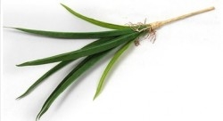 Yiwu China Factory of Silk Flower sell Decoration Boneset Grass