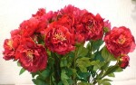 Yiwu Artificial Flower Photo