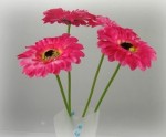 FD-04 Gerbera photo