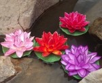 FLL-03 water lily photo