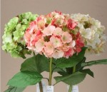 PJ-02 high quality hydrangea photo