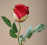 PJ-04 top quality rose photo