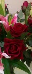 WS-14 3 heads austrilian rose photo